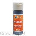 root.jpg
