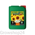 bloom2.jpg