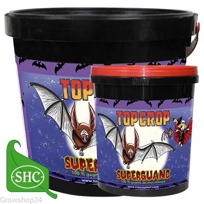 spider.webp