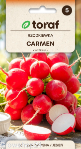 Rzodkiewka CARMEN