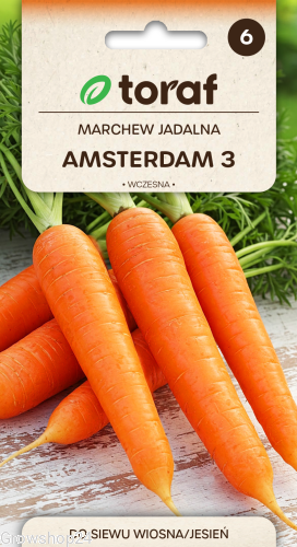 NEW-Marchew-AMSTERDAM-3.png